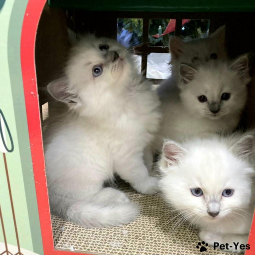 Изображение питомца