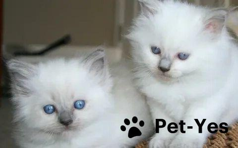 Изображение питомца