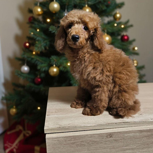 Изображение питомца