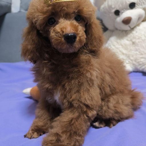 Изображение питомца