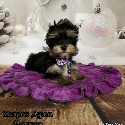 Изображение питомца