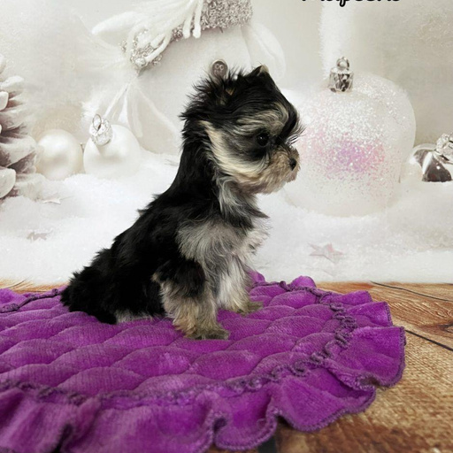 Изображение питомца