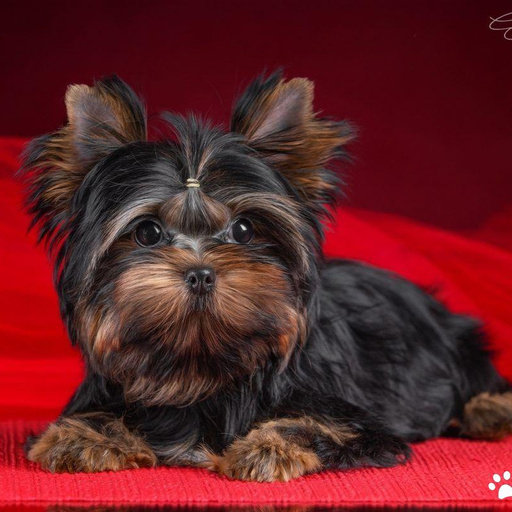 Изображение питомца