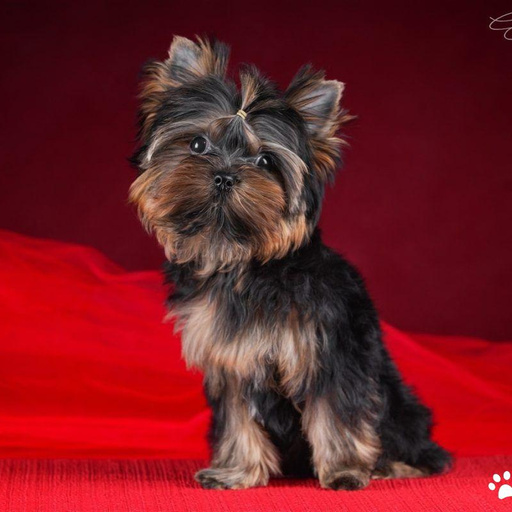 Изображение питомца