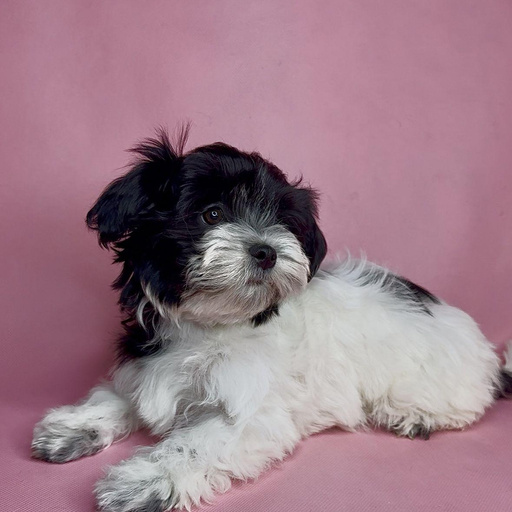 Изображение питомца