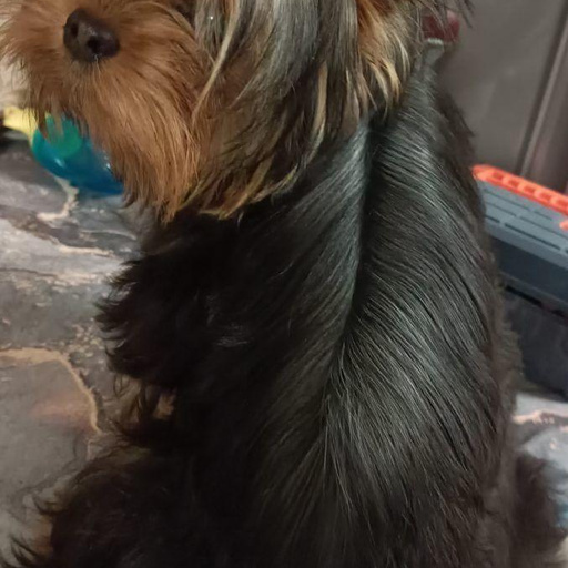 Изображение питомца