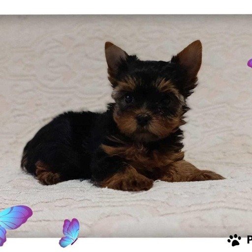 Изображение питомца