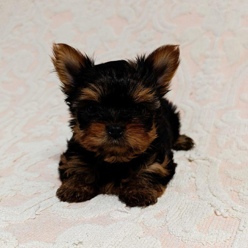 Изображение питомца