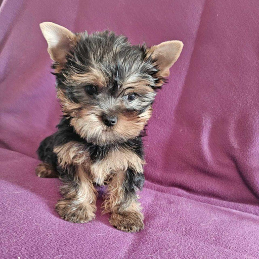 Изображение питомца