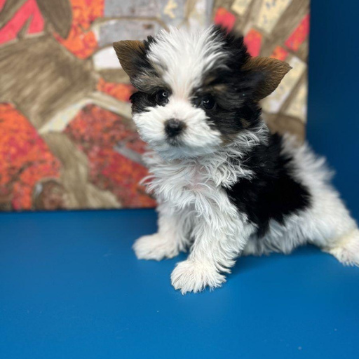 Изображение питомца