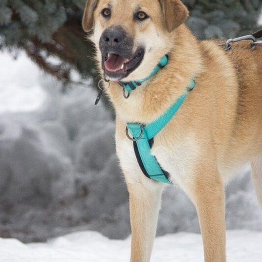 Изображение питомца