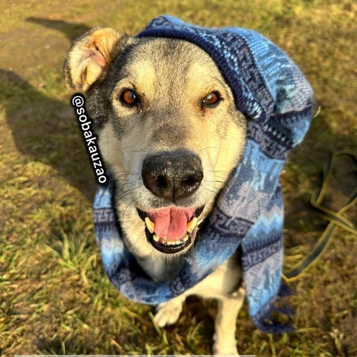 Изображение питомца