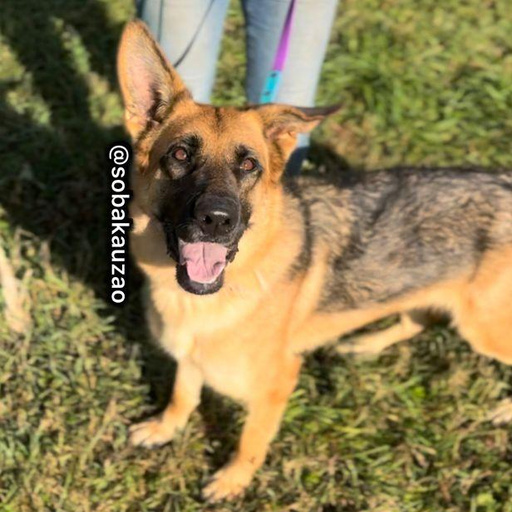 Изображение питомца