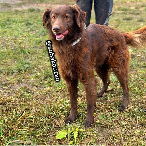 Изображение питомца