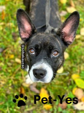 Изображение питомца