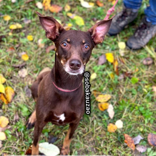 Изображение питомца