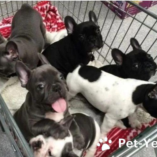 Изображение питомца