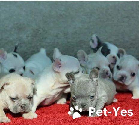 Изображение питомца