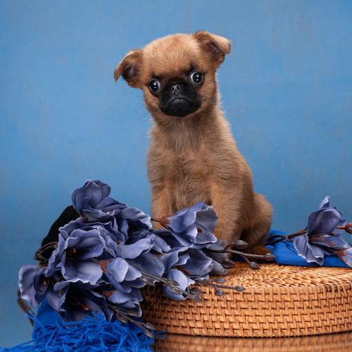 Изображение питомца