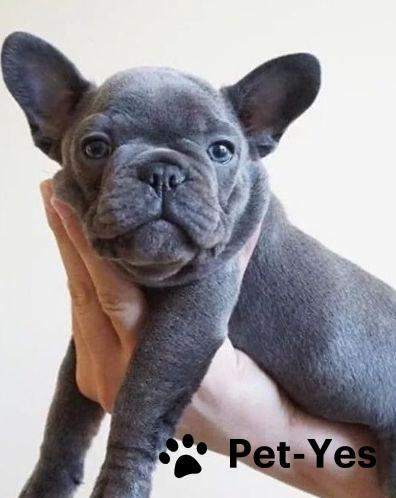 Изображение питомца