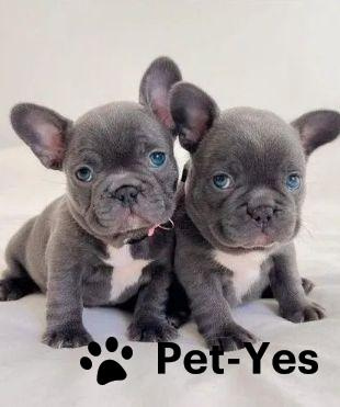 Изображение питомца