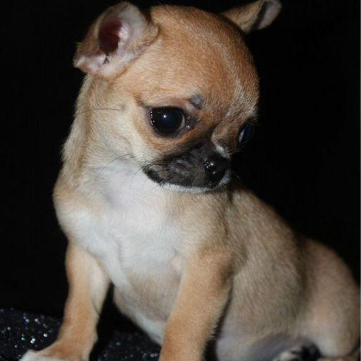 Изображение питомца