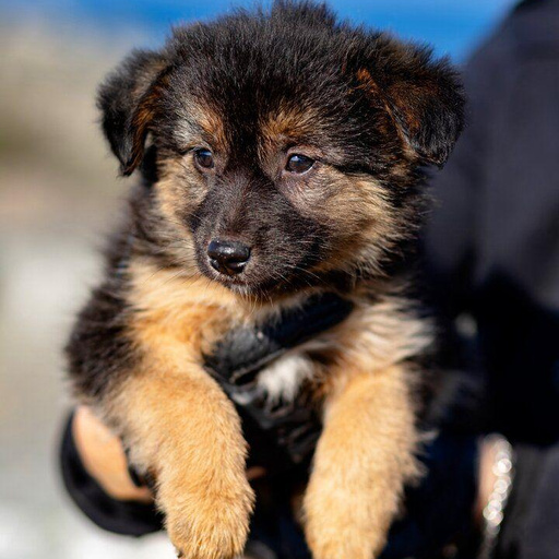 Изображение питомца