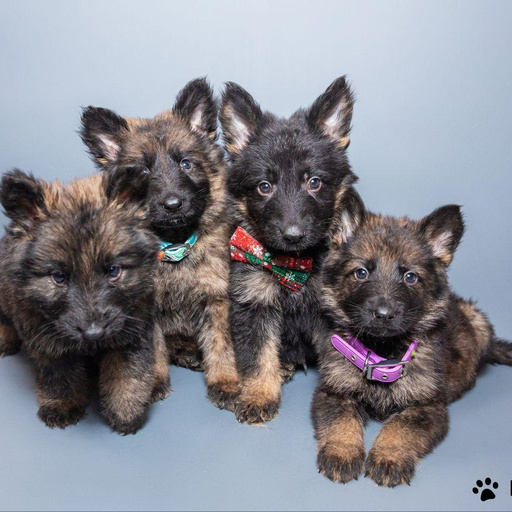 Изображение питомца