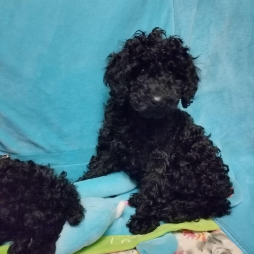 Изображение питомца