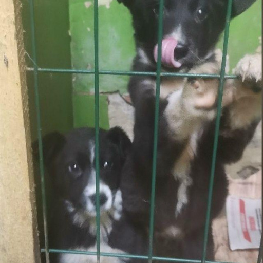 Изображение питомца