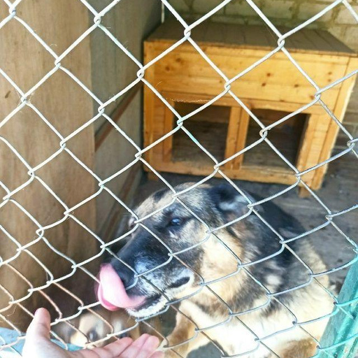 Изображение питомца