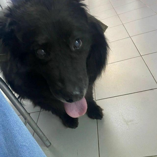 Изображение питомца