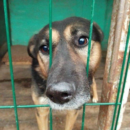 Изображение питомца