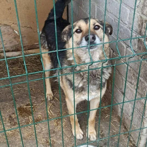 Изображение питомца