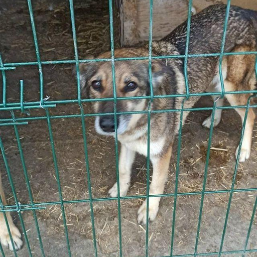 Изображение питомца