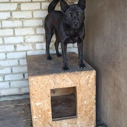 Изображение питомца