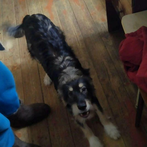 Изображение питомца