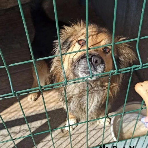 Изображение питомца