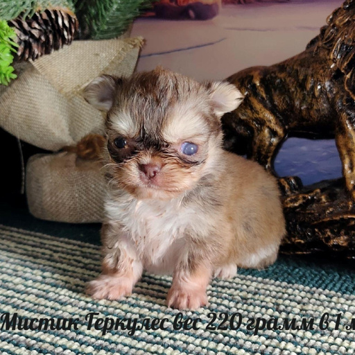 Изображение питомца