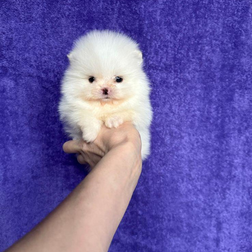 Изображение питомца