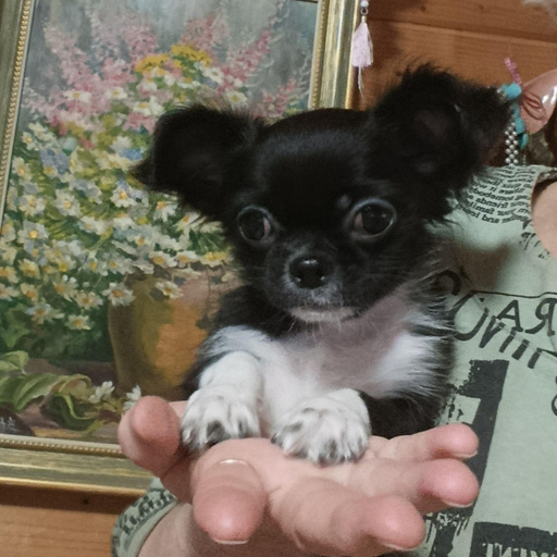 Изображение питомца