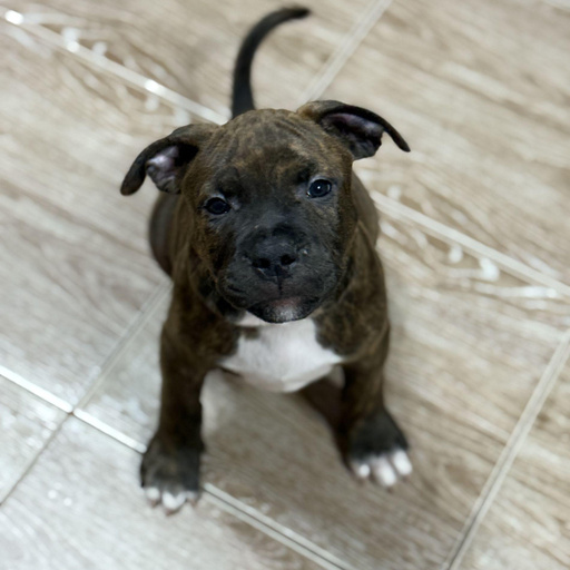 Изображение питомца