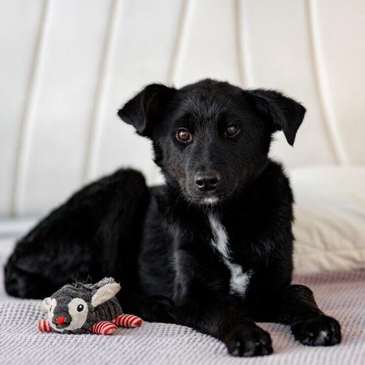 Изображение питомца