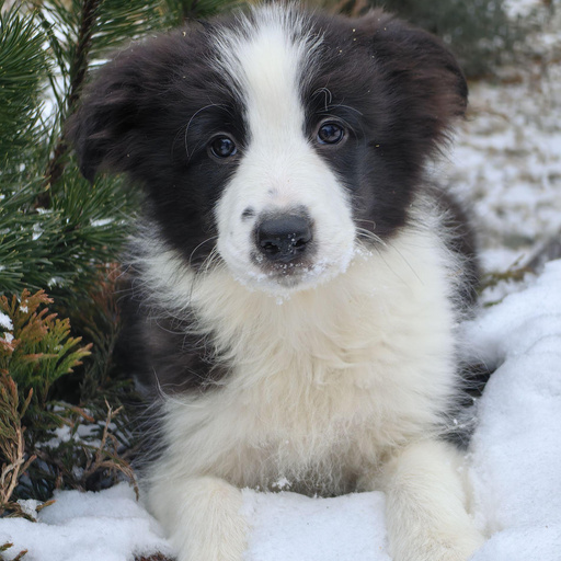 Изображение питомца