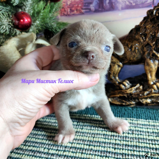 Изображение питомца