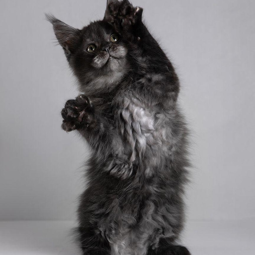 Изображение питомца