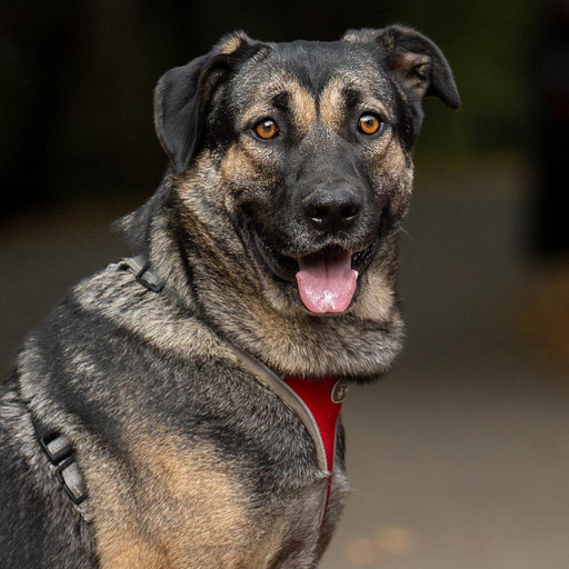 Изображение питомца