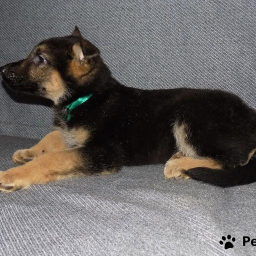 Изображение питомца