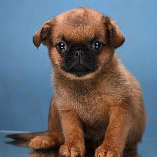 Изображение питомца