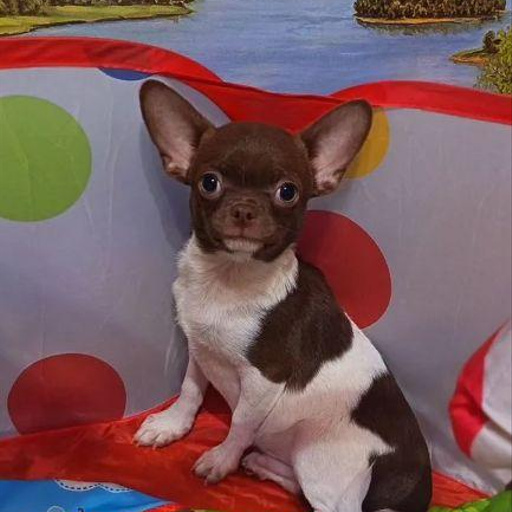 Изображение питомца